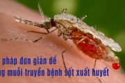 Biện pháp đơn giản để phòng muỗi truyền bệnh sốt xuất huyết